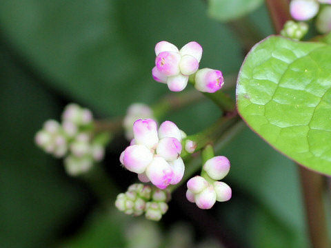 اسفناج مالابار